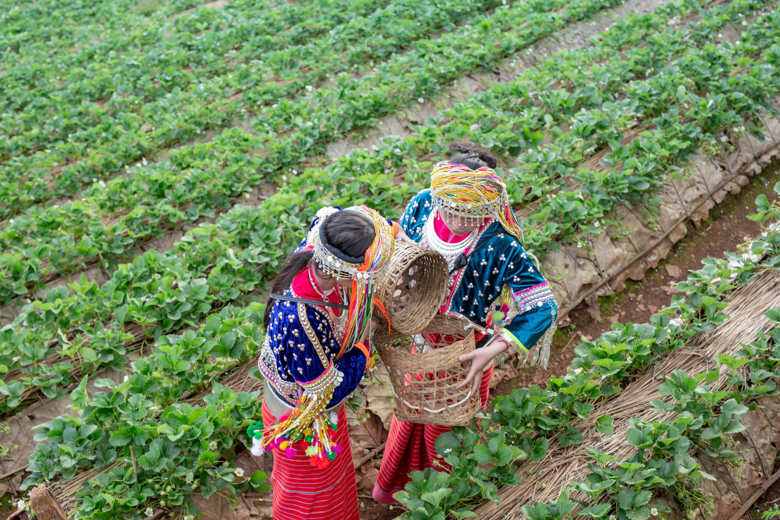 From Indian Farms to Global Tables – The Hazalmo Exports Journey